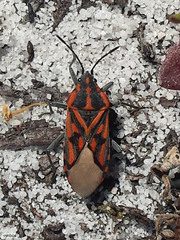 Spilostethus crudelis