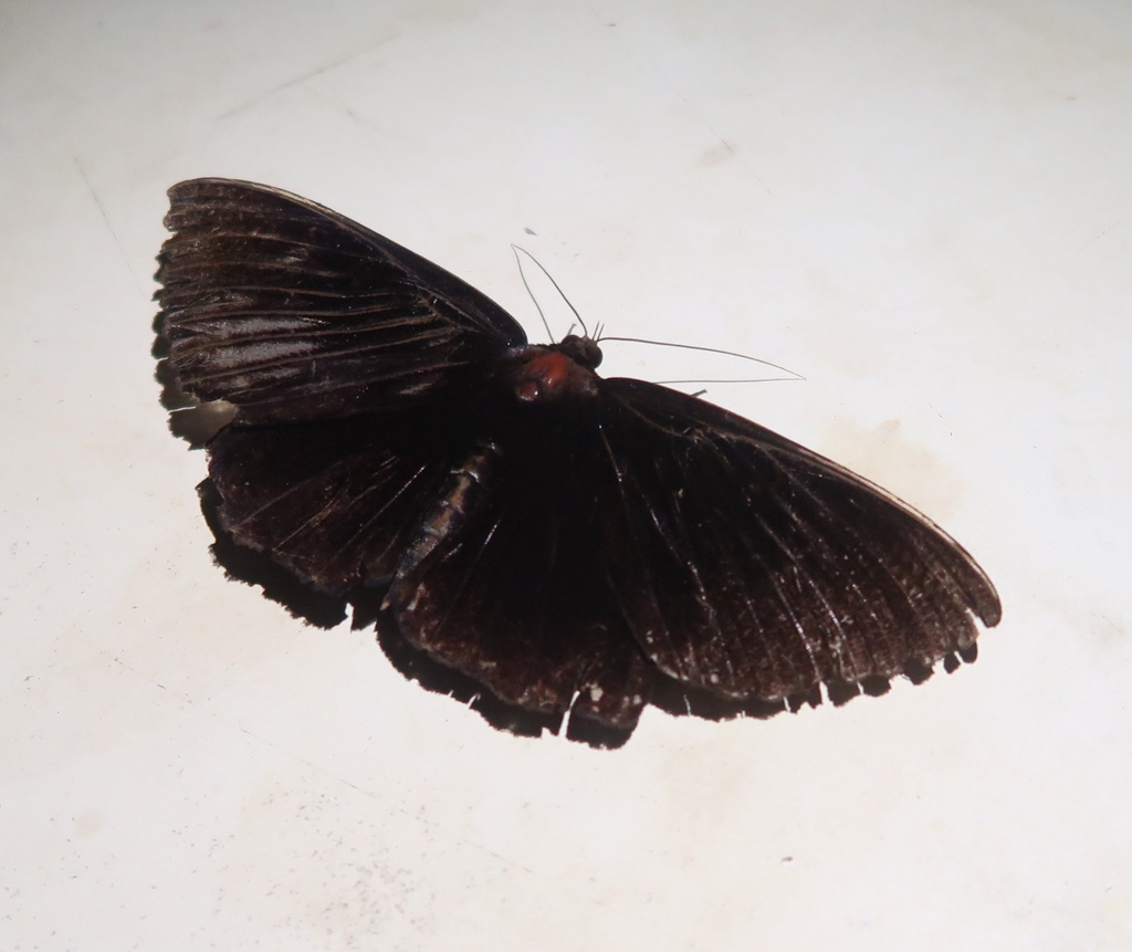 Erebus purpurata