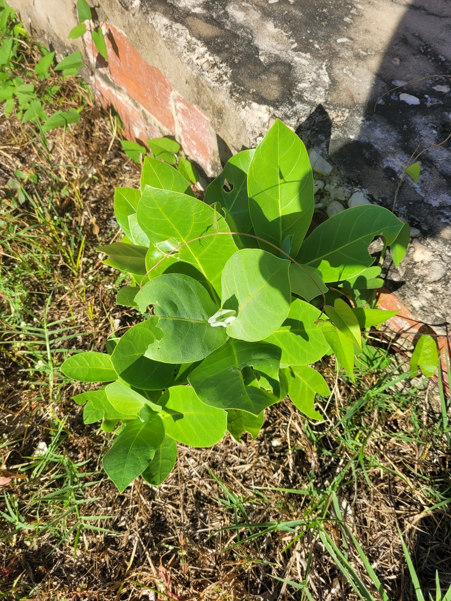 Calotropis procera