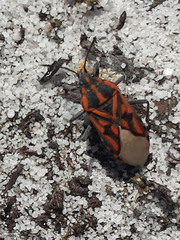 Spilostethus crudelis