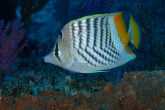 Chaetodon madagaskariensis