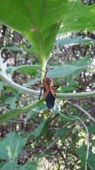 Sephina vinula