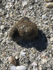 Molgula occidentalis