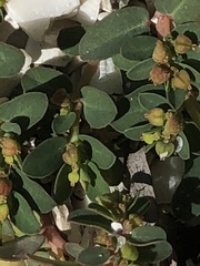 Euphorbia blodgettii