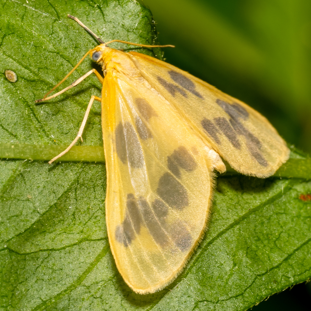 Beggar Moth
