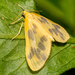 Beggar Moth - Photo (c) Patrick Hanly, some rights reserved (CC BY), uploaded by Patrick Hanly