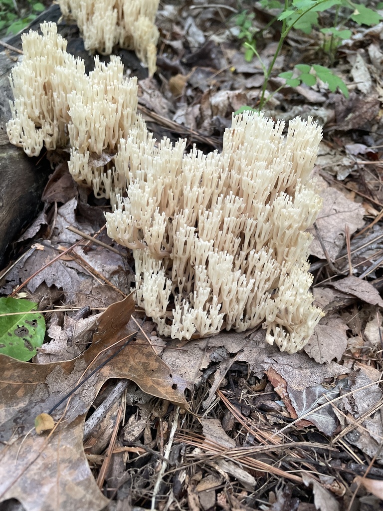 crowntipped coral fungus from Campion Rd, North Andover, MA, US on
