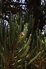 Araucaria rulei