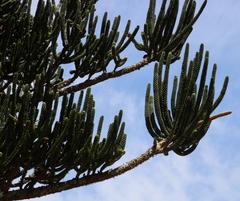Araucaria rulei
