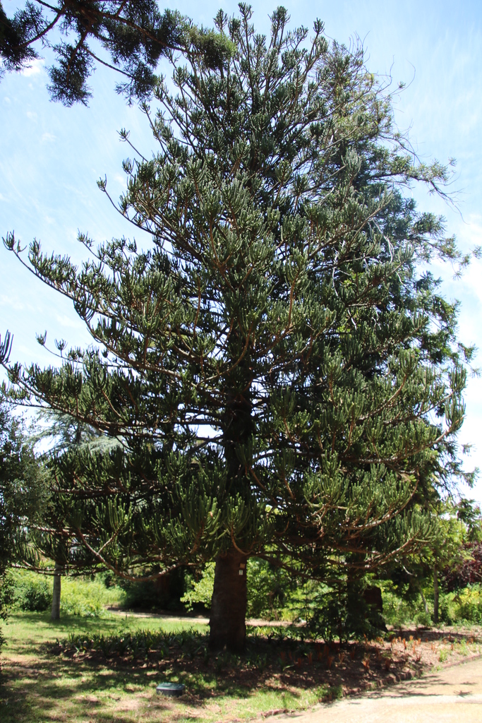 rule araucaria