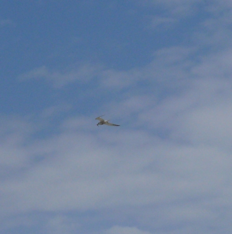 Sandwich Tern