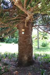 Araucaria rulei