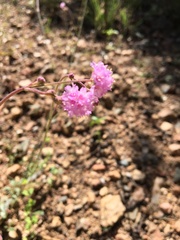 Boerhavia purpurascens