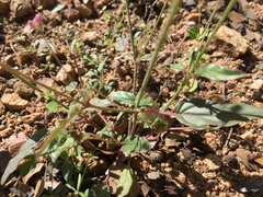 Boerhavia purpurascens