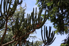 Araucaria rulei