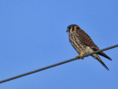 Falco sparverius sparverius