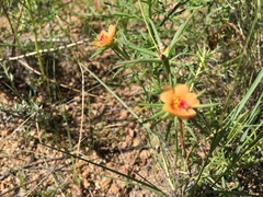 Portulaca suffrutescens