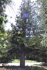 Araucaria rulei
