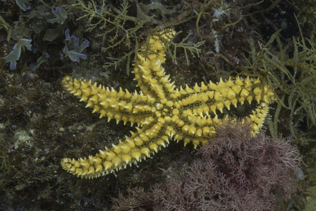 Spiny Starfish Intertidal Species Of Ne Atlantic · Inaturalist