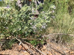 Ipomopsis multiflora