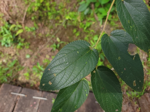 Trema tomentosa iNat (2)