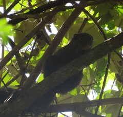 Heliosciurus rufobrachium