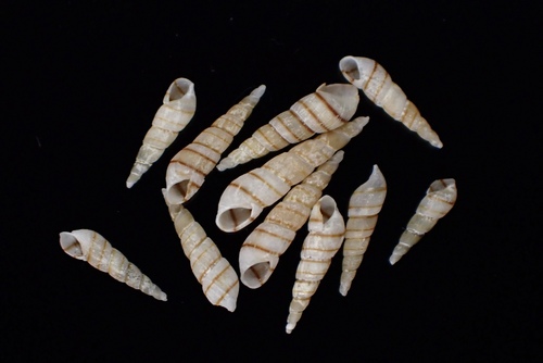 Representative image of Bacteridium