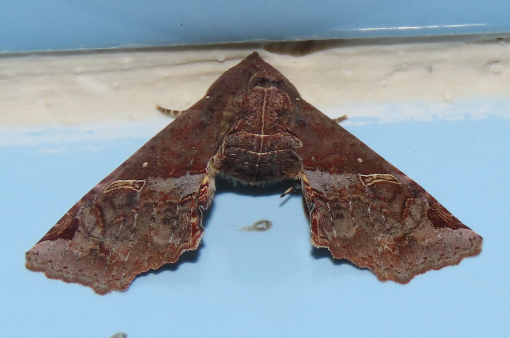 Targalla silvicola