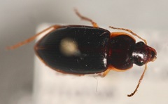 Notiobia