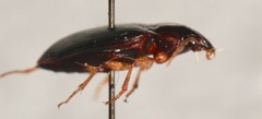 Notiobia