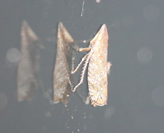 Scaphytopius acutus