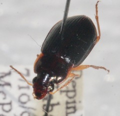 Notiobia