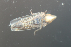 Scaphytopius acutus