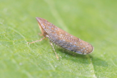 Scaphytopius acutus