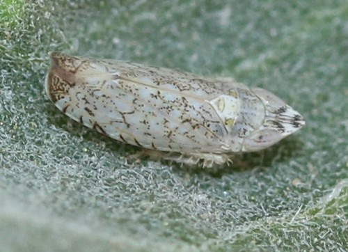 Scaphytopius desertanus