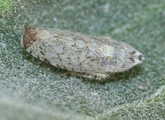 Scaphytopius desertanus