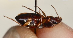 Notiobia