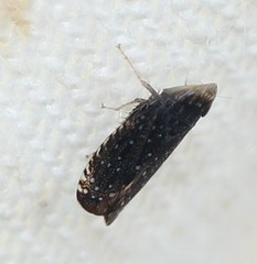 Scaphytopius frontalis