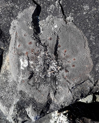 Placopsis perrugosa