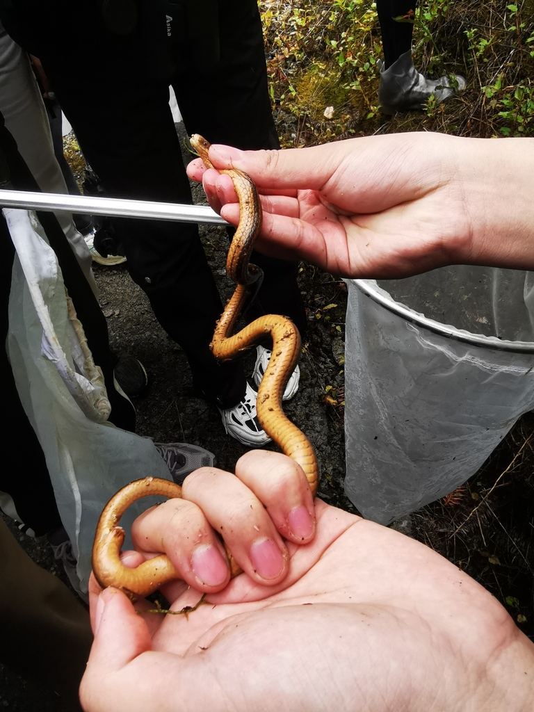 Ningshaan Kukri Snake