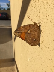 Opsiphanes boisduvallii