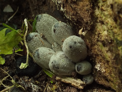 Coprinopsis narcotica