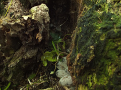 Coprinopsis narcotica