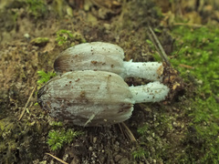 Coprinopsis narcotica