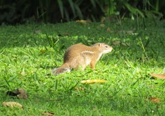 Euxerus erythropus