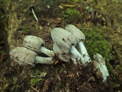 Coprinopsis narcotica