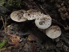 Bolbitius reticulatus