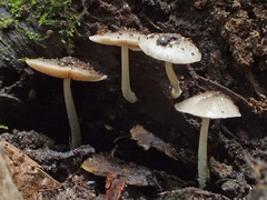 Bolbitius reticulatus