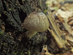 Bolbitius reticulatus
