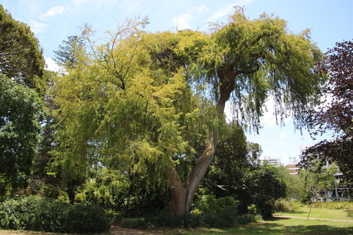 Another photo of Bald cypress